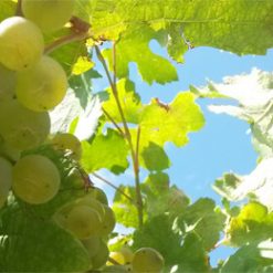 Vinohradnícke, vinárske a záhradkárske potreby