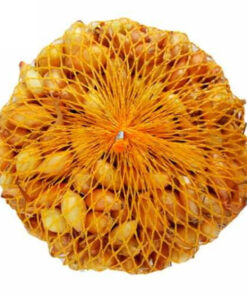 Cibula sadzacka