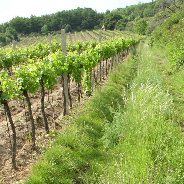 Príležitosť pre zefektívnenie ozeleňovania vinohradov