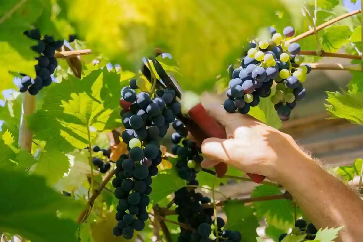 Vinohradnícke a vinárske potreby Agrokomp